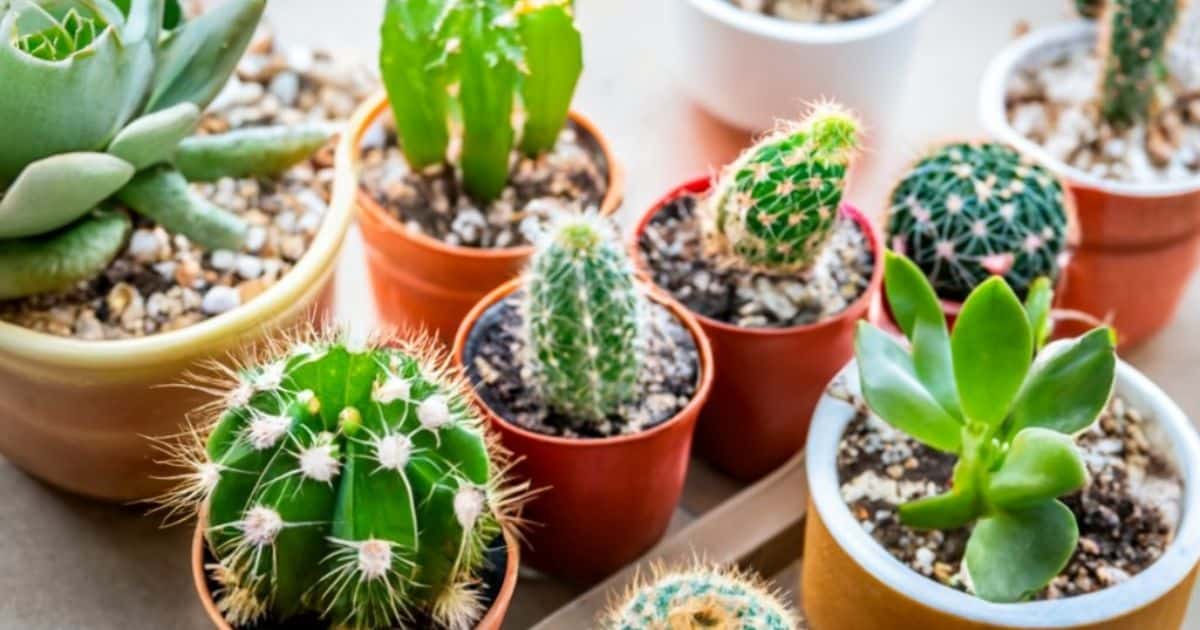 How Much Does The Cactus Plant Flea Market Box Cost?