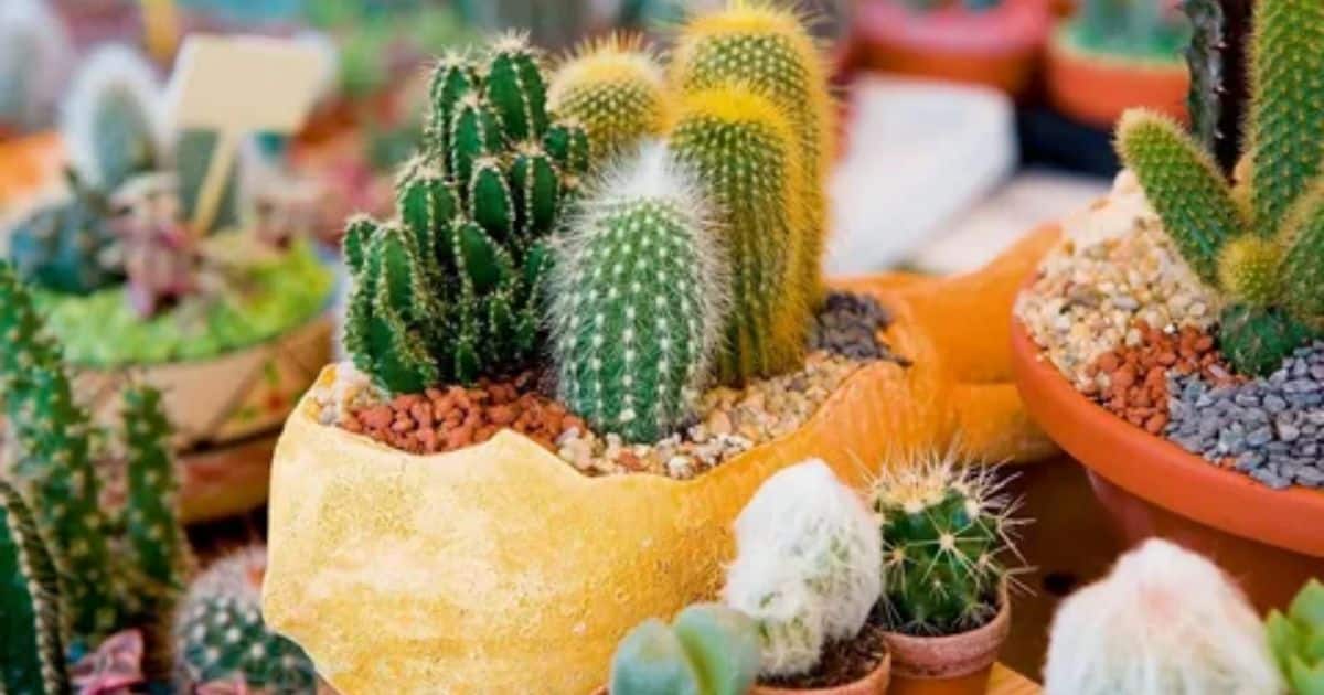 The Hype and Buzz Surrounding the Cactus Plant Flea Market Box